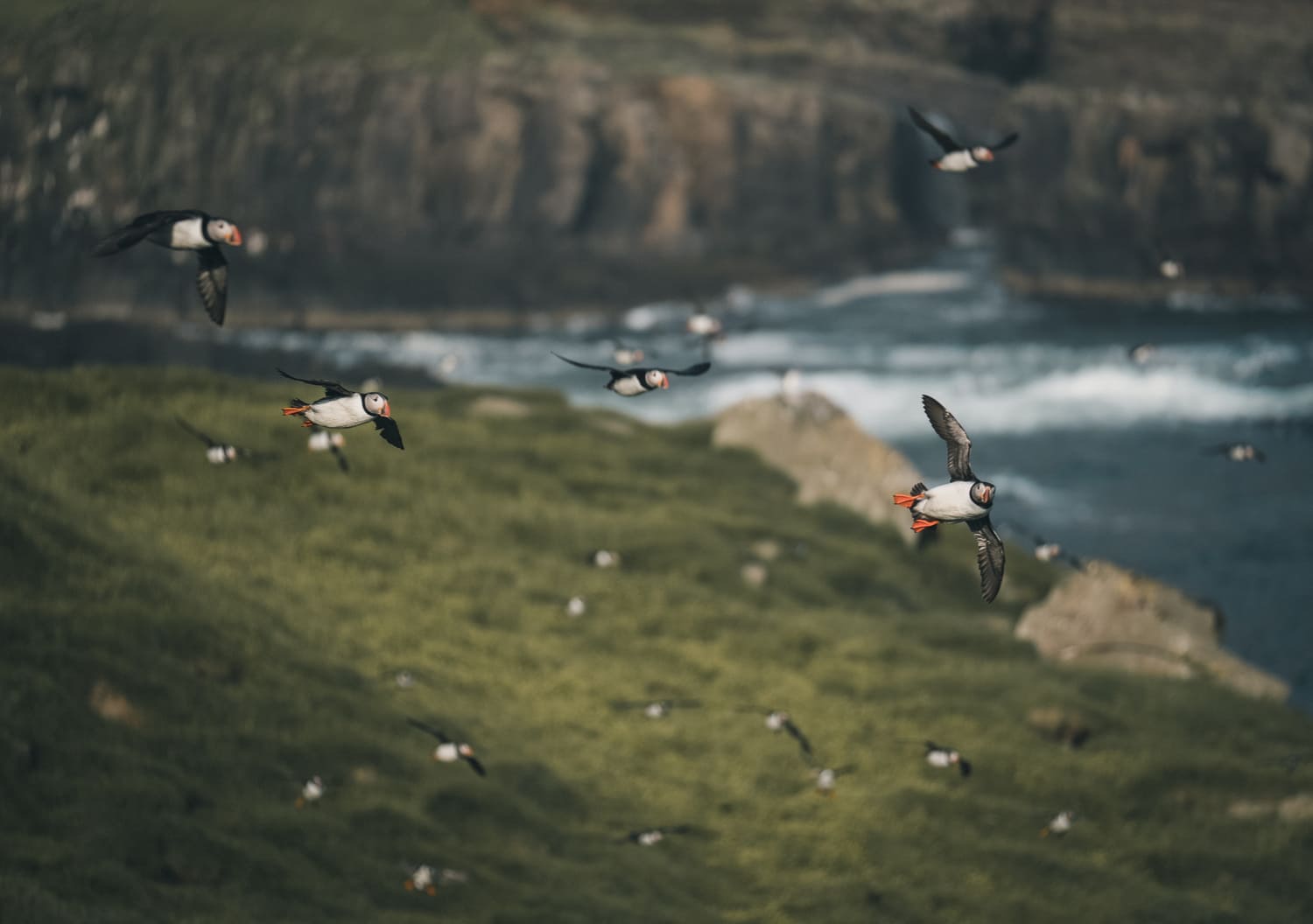 Tausende Puffins fliegen über den Klippen von Mykines im Nordatlantik