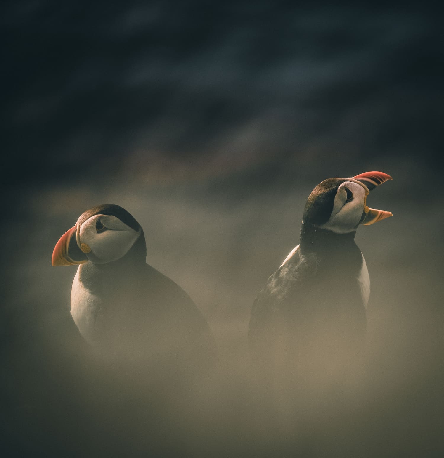 Zwei Papageientaucher sitzen Rücken an Rücken auf Mykines, einer mit geöffnetem Schnabel