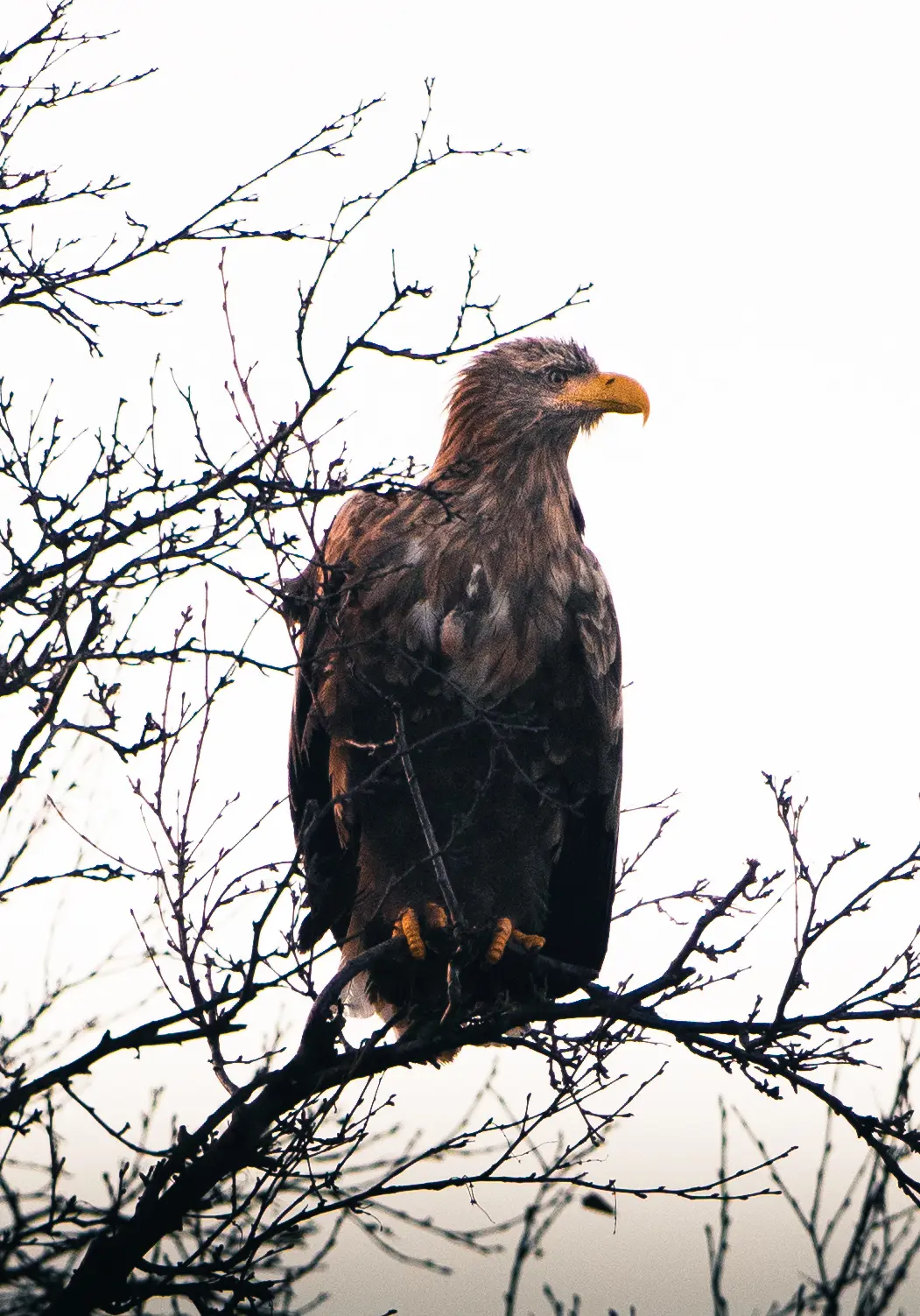 Seeadler sitzt auf einem dünnen Ast in der winterlichen Landschaft Nordnorwegens.