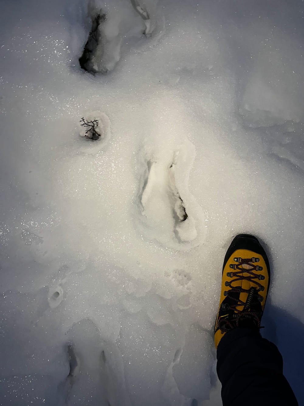 Frische Elchspur im gefrorenen Schnee neben einem Bergschuh als Größenvergleich, Lyngen Alps