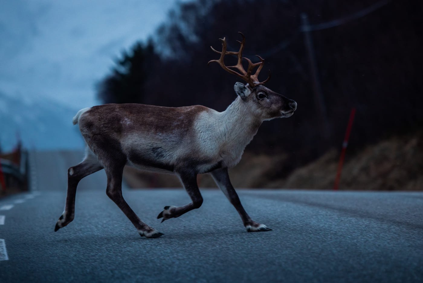 Ein Rentier überquert bei Dämmerung die Straße am Kjosen zwischen Svensby und Lyngseidet, am Straßenrand ein roter Schneestangen-Marker