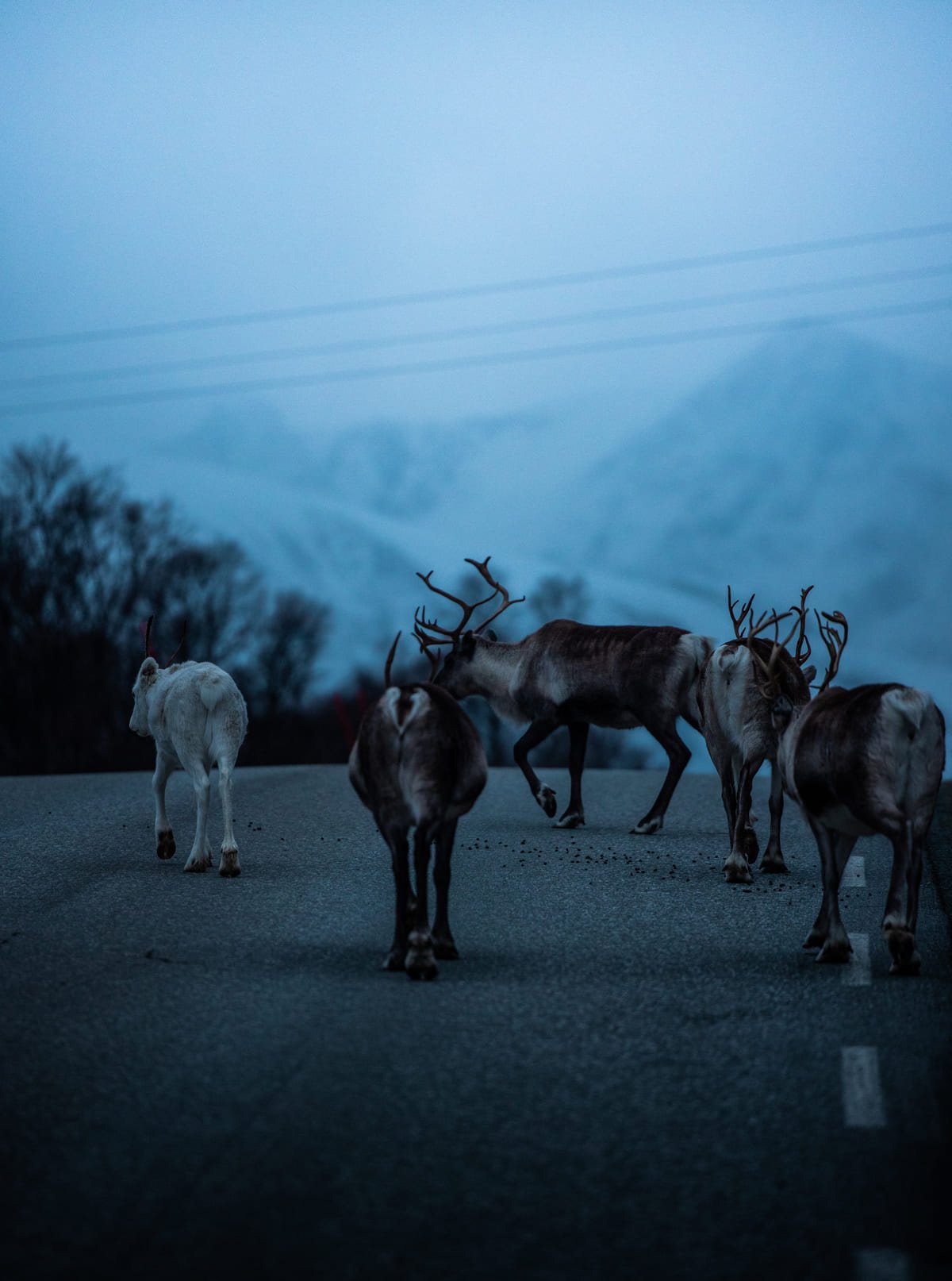 Eine Gruppe Rentiere auf der Straße am Kjosen in der Dämmerung, ein Tier hell, im Hintergrund die verschneiten Lyngen Alps im Dunst